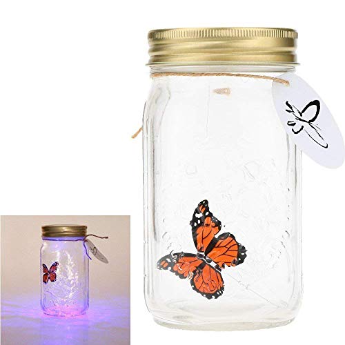 Butterfly in A Jar